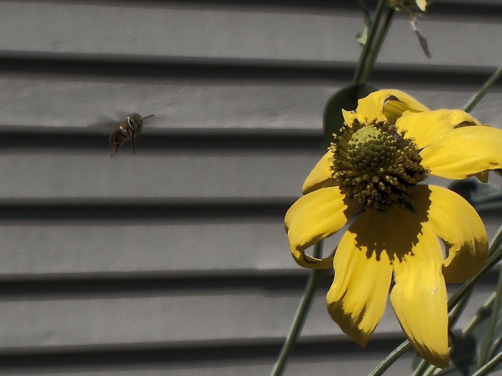 Sunflowers and Feeder (OM-D E-M5, Crop-CoC)